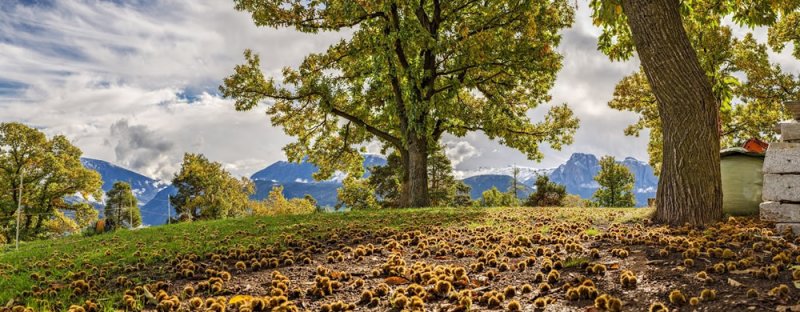 Die Kastanien, bereit für die Ernte